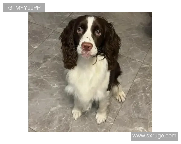 科基犬的魅力与养护技巧揭秘，成为宠物爱好者的最佳选择与伴侣